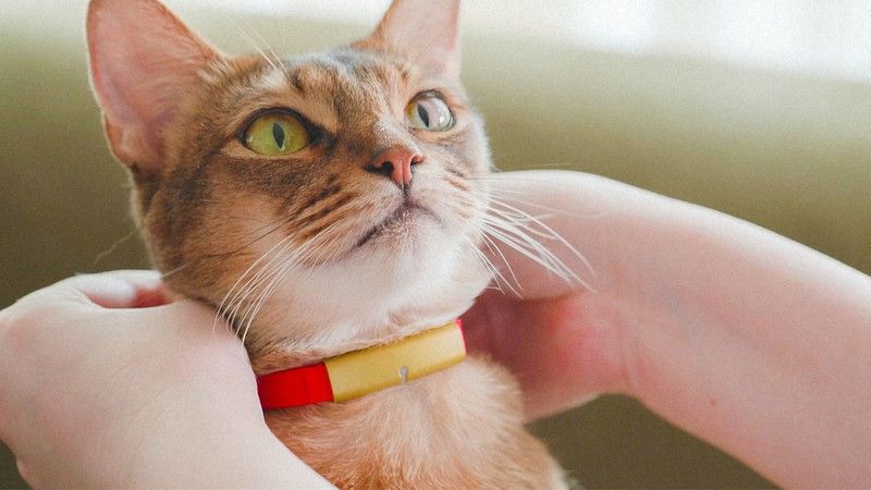 thiết bị theo dõi chuyển động của mèo thiết bị theo dõi chuyển động của mèo